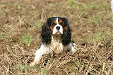CAVALIER KING CHARLES 798